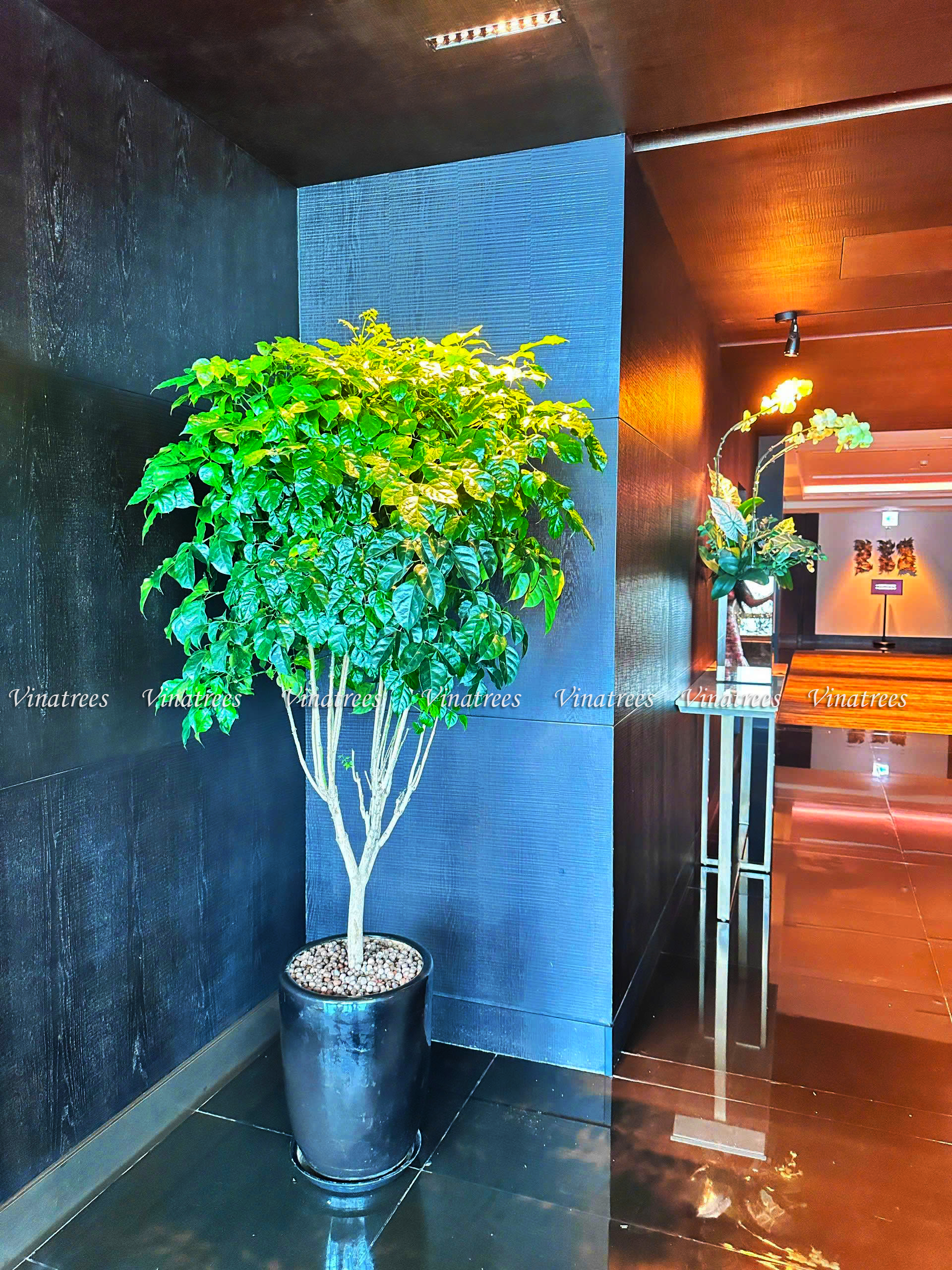 Vinatrees lựa chọn cây xanh phù hợp với mô trường văn phòng tại tòa nhà Lotte